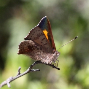 Paralucia aurifera at Paddys River, ACT - 30 Oct 2018