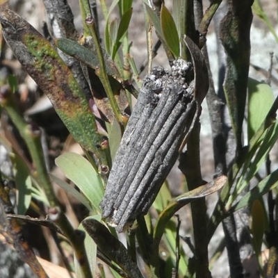 Clania lewinii (Lewin's case moth) at Gibraltar Pines - 29 Oct 2018 by HarveyPerkins