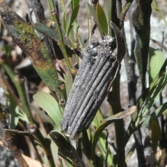 Clania lewinii (Lewin's case moth) at Paddys River, ACT - 29 Oct 2018 by HarveyPerkins