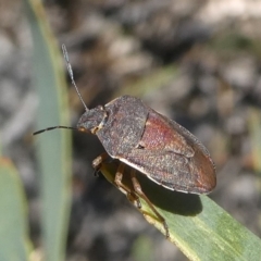 Dictyotus caenosus (Brown Shield Bug) at Paddys River, ACT - 29 Oct 2018 by HarveyPerkins