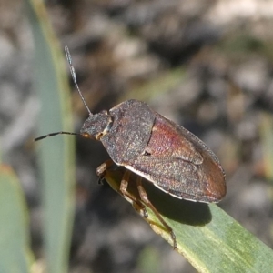 Dictyotus caenosus at Paddys River, ACT - 29 Oct 2018