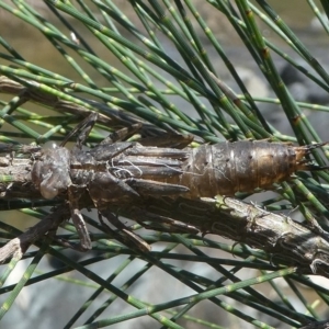 Notoaeschna sagittata at Paddys River, ACT - 11 Nov 2018