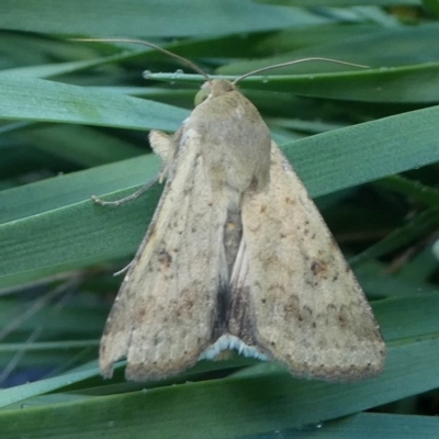 Helicoverpa (genus) (A bollworm) at Kambah, ACT - 18 Nov 2018 by HarveyPerkins