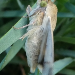 Helicoverpa (genus) at Kambah, ACT - 18 Nov 2018
