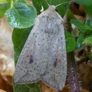 Mythimna (Pseudaletia) convecta at Kambah, ACT - 18 Nov 2018 06:06 PM