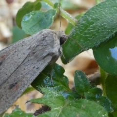 Mythimna (Pseudaletia) convecta at Kambah, ACT - 18 Nov 2018 06:06 PM