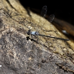 Austroargiolestes calcaris (Powdered Flatwing) at Gibraltar Pines - 29 Dec 2018 by HarveyPerkins