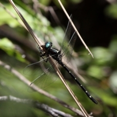 Eusynthemis guttata (Southern Tigertail) at Paddys River, ACT - 29 Dec 2018 by HarveyPerkins