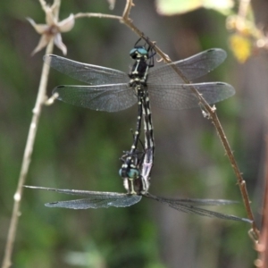 Eusynthemis guttata at Paddys River, ACT - 29 Dec 2018 01:17 PM