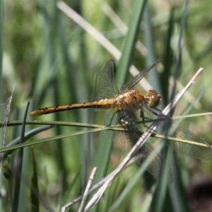 Diplacodes bipunctata at Paddys River, ACT - 29 Dec 2018