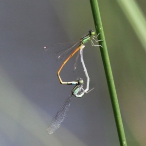 Ischnura aurora at Paddys River, ACT - 29 Dec 2018