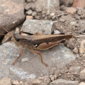 Phaulacridium vittatum at Uriarra, NSW - 15 Mar 2019