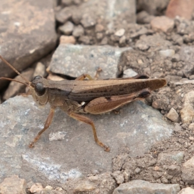 Phaulacridium vittatum (Wingless Grasshopper) at Brindabella National Park - 15 Mar 2019 by rawshorty