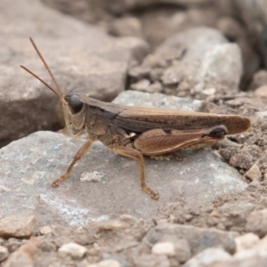 Phaulacridium vittatum at Uriarra, NSW - 15 Mar 2019