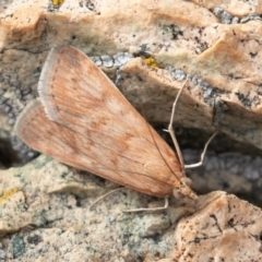 Achyra affinitalis (Cotton Web Spinner) at Uriarra, NSW - 15 Mar 2019 by rawshorty