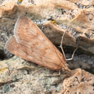 Achyra affinitalis at Uriarra, NSW - 15 Mar 2019