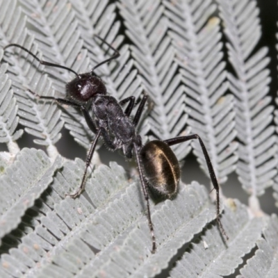 Camponotus suffusus (Golden-tailed sugar ant) at Acton, ACT - 15 Mar 2019 by AlisonMilton