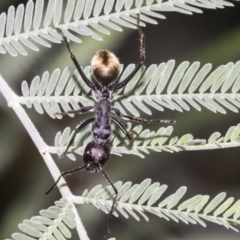 Camponotus suffusus at Acton, ACT - 15 Mar 2019