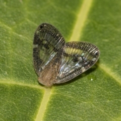 Scolypopa australis (Passionvine hopper, Fluffy bum) at Acton, ACT - 15 Mar 2019 by AlisonMilton