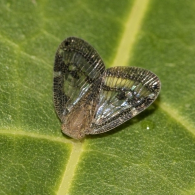 Scolypopa australis (Passionvine hopper, Fluffy bum) at Acton, ACT - 14 Mar 2019 by Alison Milton