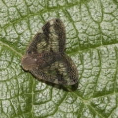 Scolypopa australis at Acton, ACT - 15 Mar 2019