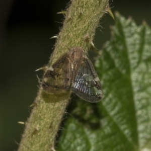 Scolypopa australis at Acton, ACT - 15 Mar 2019