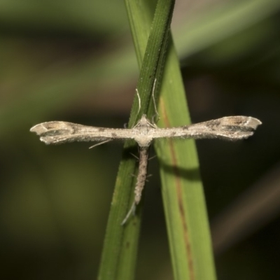 Stenoptilodes taprobanes (Plume Moth) at Acton, ACT - 15 Mar 2019 by AlisonMilton