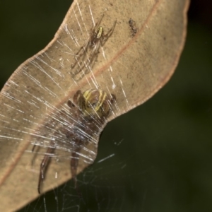 Deliochus sp. (genus) at Acton, ACT - 15 Mar 2019 08:14 AM