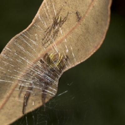 Deliochus sp. (genus) (A leaf curling spider) at Acton, ACT - 14 Mar 2019 by Alison Milton