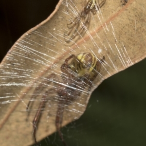 Deliochus sp. (genus) at Acton, ACT - 15 Mar 2019 08:14 AM