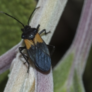 Oncopeltus (Oncopeltus) sordidus at Acton, ACT - 15 Mar 2019 08:20 AM