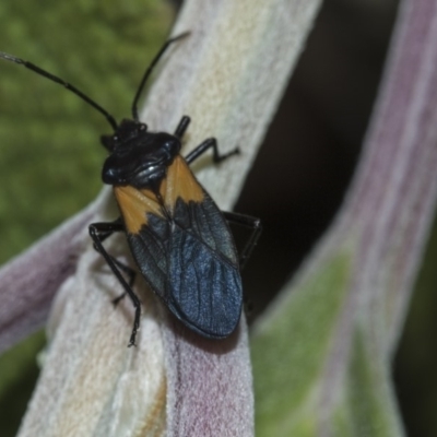 Oncopeltus (Oncopeltus) sordidus (Milk vine bug) at Acton, ACT - 15 Mar 2019 by Alison Milton