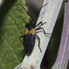 Oncopeltus (Oncopeltus) sordidus at Acton, ACT - 15 Mar 2019