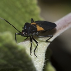 Oncopeltus (Oncopeltus) sordidus at Acton, ACT - 15 Mar 2019 08:20 AM