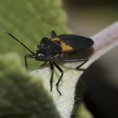 Oncopeltus (Oncopeltus) sordidus at Acton, ACT - 15 Mar 2019