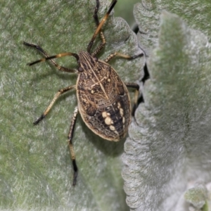 Pentatomidae (family) at Acton, ACT - 15 Mar 2019 08:22 AM