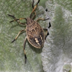 Pentatomidae (family) (Shield or Stink bug) at Acton, ACT - 14 Mar 2019 by Alison Milton
