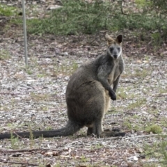 Wallabia bicolor (Swamp Wallaby) at Acton, ACT - 14 Mar 2019 by Alison Milton