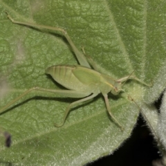 Caedicia simplex (Common Garden Katydid) at ANBG - 14 Mar 2019 by AlisonMilton