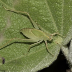 Caedicia simplex at Acton, ACT - 15 Mar 2019