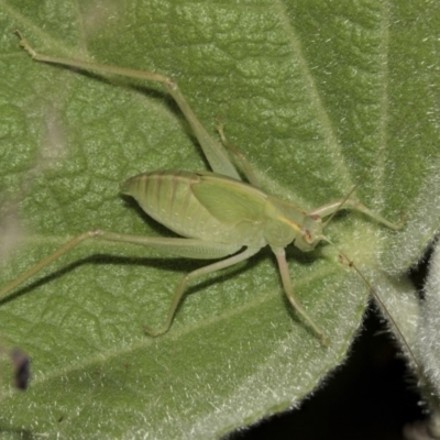 Caedicia simplex (Common Garden Katydid) at Acton, ACT - 14 Mar 2019 by AlisonMilton