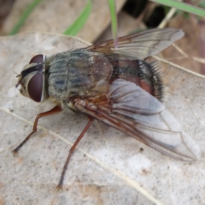 Rutilia (Rutilia) sp. (genus & subgenus) (Bristle fly) at Mongarlowe, NSW - 12 Mar 2019 by JanetRussell