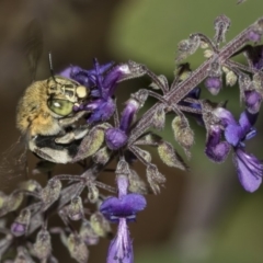 Amegilla (Zonamegilla) asserta (Blue Banded Bee) at Acton, ACT - 14 Mar 2019 by Alison Milton