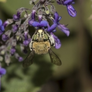 Amegilla (Zonamegilla) asserta at Acton, ACT - 15 Mar 2019