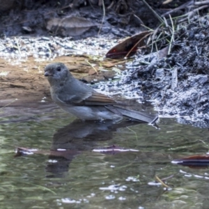 Pachycephala pectoralis at Hackett, ACT - 15 Mar 2019