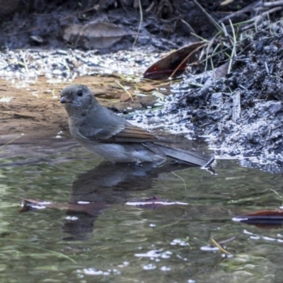 Pachycephala pectoralis (Golden Whistler) at Hackett, ACT - 15 Mar 2019 by Alison Milton