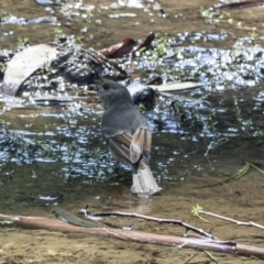 Pachycephala pectoralis at Hackett, ACT - 15 Mar 2019