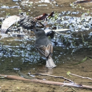 Pachycephala pectoralis at Hackett, ACT - 15 Mar 2019