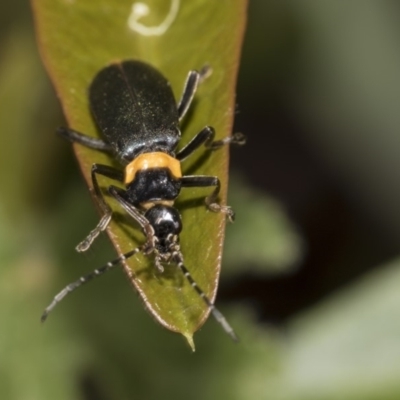 Chauliognathus lugubris (Plague Soldier Beetle) at ANBG - 15 Mar 2019 by Alison Milton