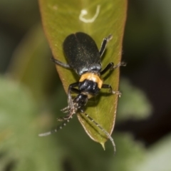 Chauliognathus lugubris at Acton, ACT - 15 Mar 2019